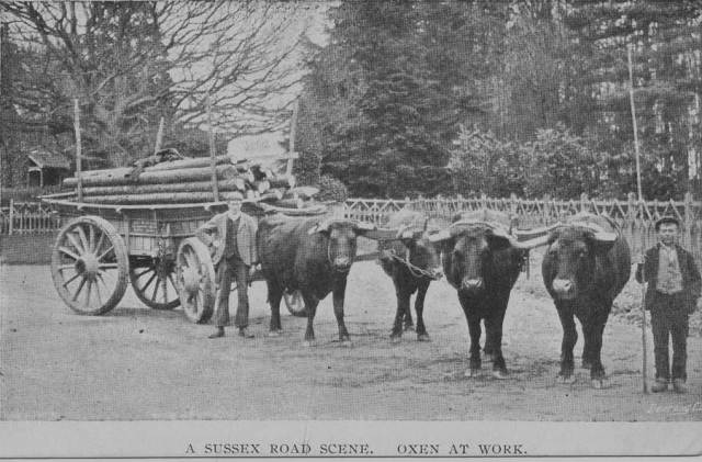 Oxen_at_work_Sussex