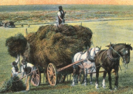 sussex haymaking