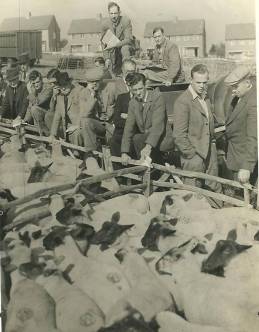 Lewes_sheep_market_1938_Les_Honess
