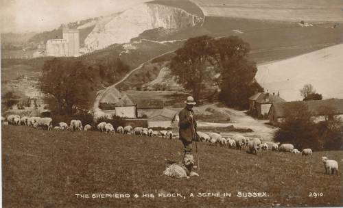 Shepherd_and_flock_Sussex_postcard