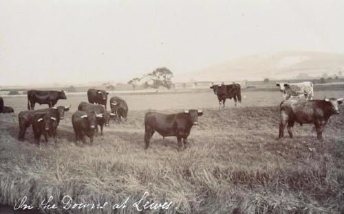 James Cheetham postcard, cattle and railway bridge over the Ouse near Lewes