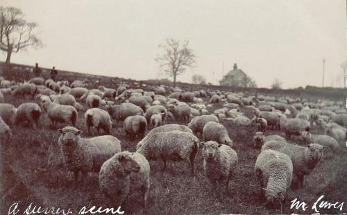 James Cheetham postcard, sheep in Sussex