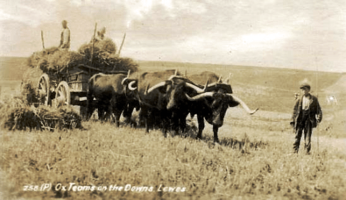 Ox Teams on the Downs, Lewes, Edwardian Arthur Cecil Fricker postcard, photo possibly by George John Wightman